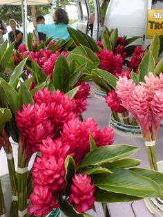 pink flowers are in vases on a table