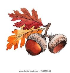 acorns with leaves and oak on white background