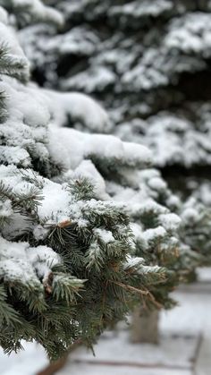 pine trees covered in snow on a snowy day