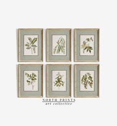 six framed botanical prints in wooden frames