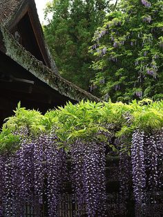 purple flowers are growing on the side of a building in front of trees and bushes