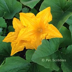 a yellow flower with green leaves in the background