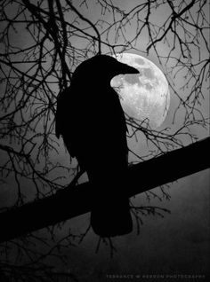 a black bird sitting on top of a tree branch in front of a full moon