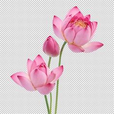 three pink flowers with green stems in front of a white background png clipart