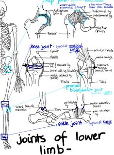 a diagram of the human body with different parts labeled in each section, including bones and muscles