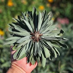 a person holding up a green flower in their hand