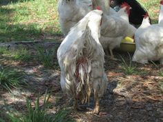 several chickens are eating out of a bowl