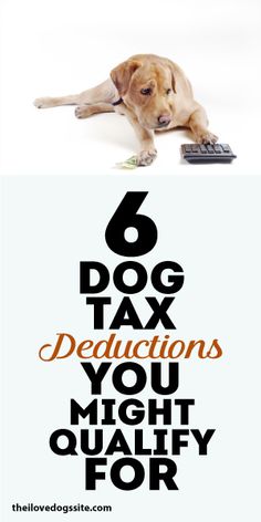 a dog laying on top of a calculator next to the words 6 dog tax deducations you might quality for