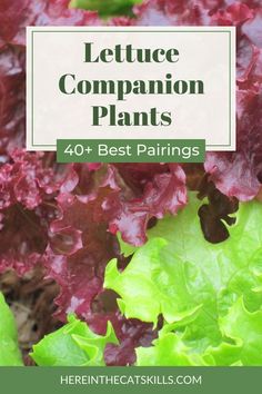 lettuce plants with text overlay that says lettuce companion plants 40 + best pairings