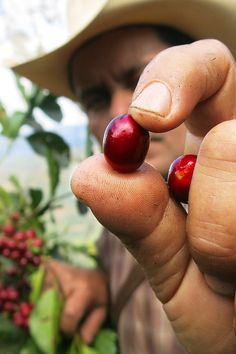 a man holding two small red berries in his left hand while wearing a cowboy hat