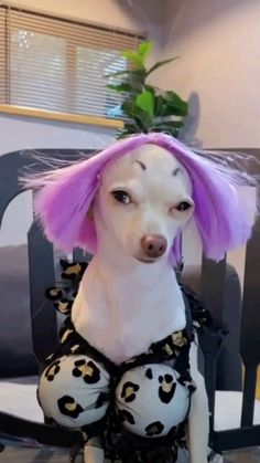 a dog with pink hair sitting on a chair