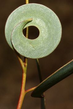 Fibonacci strikes again. Unusual Plants, Tree Photography, Seed Pods, Green Flower, Patterns In Nature, Nature Design, Plant Life, Organic Shapes