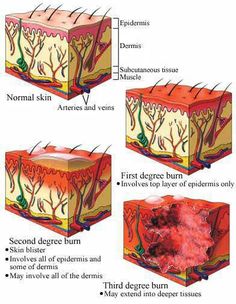 the stages of hair growth and how it works