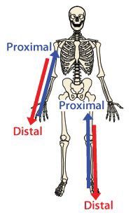 the bones are labeled with arrows pointing to different points on them, and there is no image above