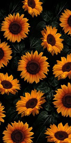 many large yellow sunflowers with green leaves in the foreground and dark background