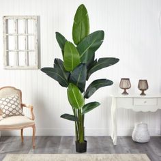 a living room with a large plant in the corner and a chair next to it