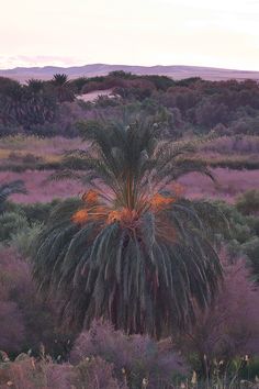 a palm tree in the middle of a field with purple grass and trees around it