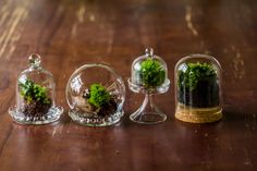 three glass domes with plants in them on a wooden table top, one is empty and the other has moss growing inside