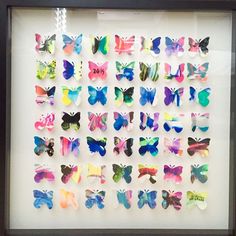 a framed display with many different colored butterflies