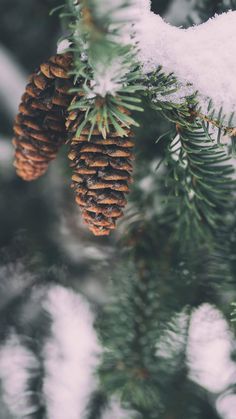 pine cones are hanging from the branch of a tree covered in snow