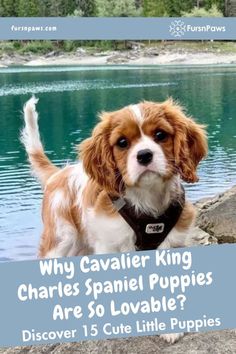 a brown and white dog sitting on top of a rock next to a lake with the words why cavalier king charles spaniel puppies are so lovable?