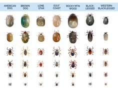 an image of different types of ticks