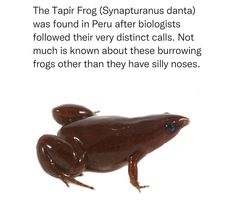 a brown frog sitting on top of a white wall next to a caption that says, the tapir frog sytaturrus danta was found in peruus