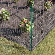 a garden fence with plants growing in the ground and dirt on the ground next to it