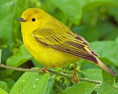 a yellow bird sitting on top of a green leaf covered tree branch in the rain