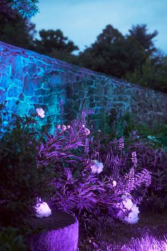 purple flowers are lit up in front of a stone wall and grass at night time