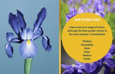 Symbolism of iris flowers. Iris Flower Meaning, Iris Symbolism, Flowers Language, Plant Symbolism, Plant Meanings, Iris Flower Tattoo, Blue Iris Flowers, Japanese Meaning