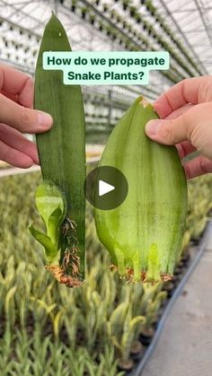 two hands holding up some plants in a greenhouse with the words how do we propagate snake plants?