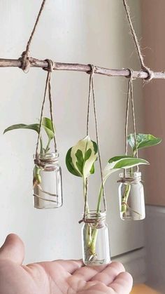 three mason jars with plants hanging from them