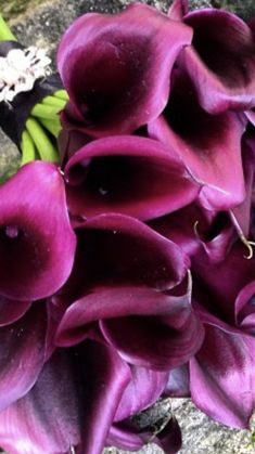 purple flowers are growing out of the ground