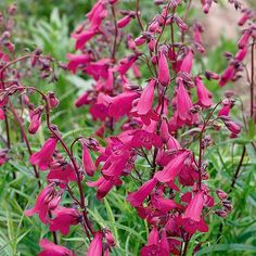 purple flowers are blooming in the grass