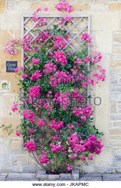 pink flowers growing on the side of a stone building with an iron trellis and window