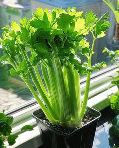 a potted plant sitting on top of a window sill