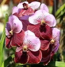 purple orchids are blooming in the garden