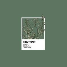 the pantonee color scheme for rosemary is shown in green and white, with black lettering