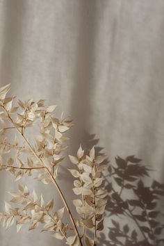 the shadow of a plant is cast on a white wall with a curtain behind it