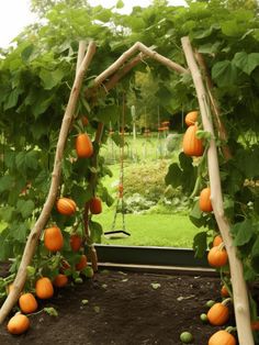 Pumpkin Garden Ideas: Hanging Pumpkins Archway Pumpkin Trellis Ideas Diy, Mini Pumpkin Trellis, Trellis Pumpkins, Pumpkin Trellis Ideas, Diy Pumpkin Trellis, Pumpkin Vine Trellis, Pumpkin Growing Trellis, Pumpkin Garden Ideas, Pumpkin Arch Garden