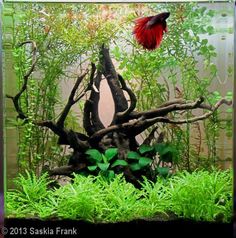 a fish in an aquarium with plants and rocks on the bottom half of its tank