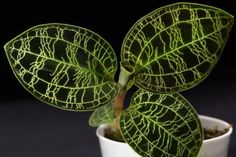 a green plant in a white pot on a black surface with some light coming from behind it