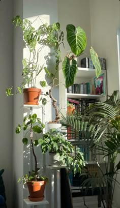 several houseplants are arranged on shelves in a room