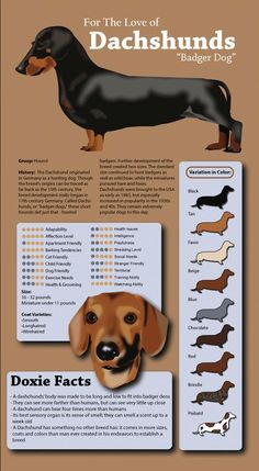 the dachshunds info sheet is shown with different breeds and their meaningss