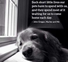 a black and white photo of a dog laying on the window sill next to a quote from john morgan