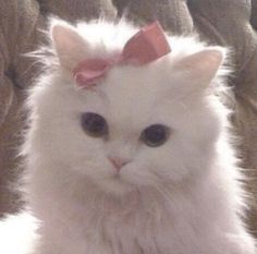 a white cat with a pink bow on its head