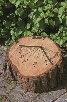 a tree stump that has been cut in half and is marked with numbers on it