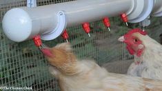 two chickens are pecking at each other in their caged area, while another chicken is eating out of the feeder