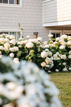 some white flowers are in front of a house